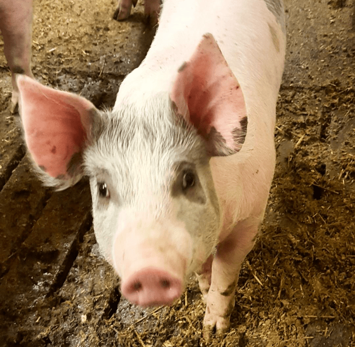 Screenshot_2016-04-03-22-51-18-1