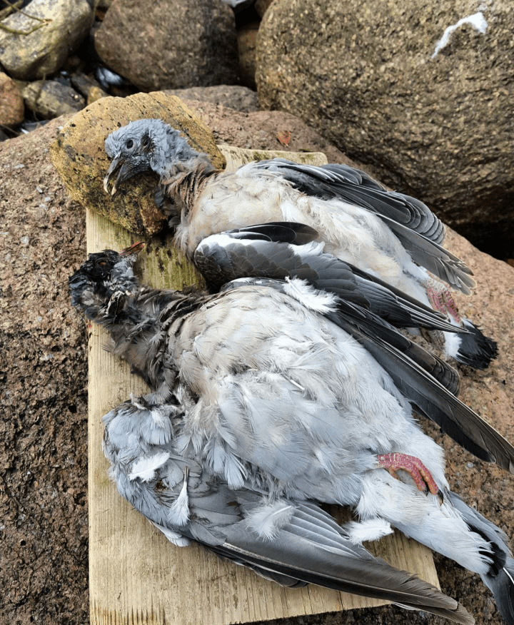 Screenshot_2016-04-04-18-35-55-1